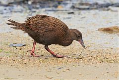 Weka